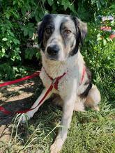 PIA, Hund, Mischlingshund in Rumänien - Bild 4