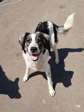 PIA, Hund, Mischlingshund in Rumänien - Bild 6