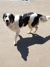 PIA, Hund, Mischlingshund in Rumänien - Bild 7