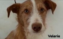 VALERIA, Hund, Podengo in Spanien - Bild 1