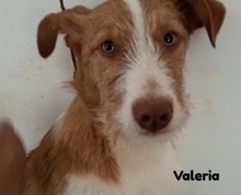 VALERIA, Hund, Podengo in Spanien - Bild 2