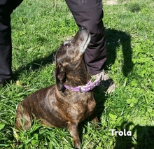 TROLA, Hund, Ratonero Valenciano in Spanien - Bild 5