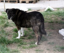 FETITA, Hund, Mischlingshund in Rumänien - Bild 1