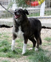 FETITA, Hund, Mischlingshund in Rumänien - Bild 2