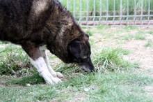 FETITA, Hund, Mischlingshund in Rumänien - Bild 4