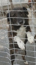 FETITA, Hund, Mischlingshund in Rumänien - Bild 7