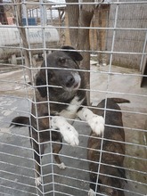 FETITA, Hund, Mischlingshund in Rumänien - Bild 8