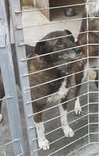 FETITA, Hund, Mischlingshund in Rumänien - Bild 9