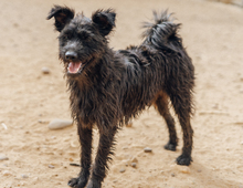 NUFNUF, Hund, Terrier-Mix in Spanien - Bild 1