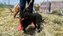 NUFNUF, Hund, Terrier-Mix in Spanien - Bild 11
