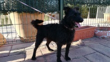 NUFNUF, Hund, Terrier-Mix in Spanien - Bild 12
