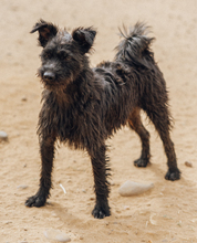 NUFNUF, Hund, Terrier-Mix in Spanien - Bild 17