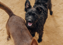 NUFNUF, Hund, Terrier-Mix in Spanien - Bild 2