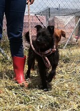 NUFNUF, Hund, Terrier-Mix in Spanien - Bild 7