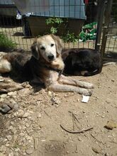 GAEL, Hund, Mischlingshund in Spanien - Bild 4