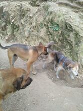GAEL, Hund, Mischlingshund in Spanien - Bild 6