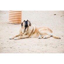 NAKIA, Hund, Fila Brasileiro-Mix in Spanien - Bild 5