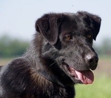 MARKO, Hund, Mischlingshund in Wagenfeld - Bild 1