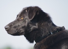 MARKO, Hund, Mischlingshund in Wagenfeld - Bild 2