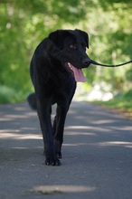 MARKO, Hund, Mischlingshund in Wagenfeld - Bild 3