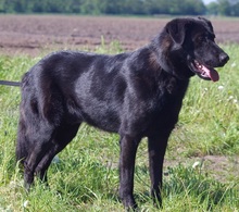 MARKO, Hund, Mischlingshund in Wagenfeld - Bild 4