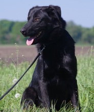 MARKO, Hund, Mischlingshund in Wagenfeld - Bild 6
