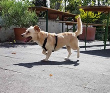 POLLICINA, Hund, Mischlingshund in Mülheim - Bild 3