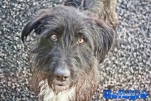 TRECE, Hund, Mischlingshund in Spanien - Bild 3