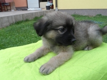 CHUPKO, Hund, Deutscher Schäferhund in Kroatien - Bild 5