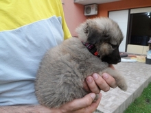 CHUPKO, Hund, Deutscher Schäferhund in Kroatien - Bild 6