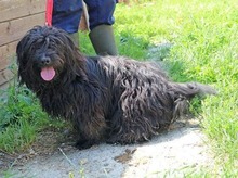 KOBI, Hund, Tibet Terrier-Mix in Ungarn - Bild 1