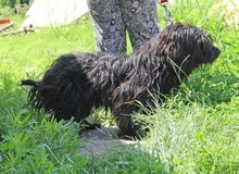 KOBI, Hund, Tibet Terrier-Mix in Ungarn - Bild 2