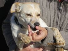 PINKI, Hund, Mischlingshund in Bargteheide - Bild 10