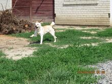 PINKI, Hund, Mischlingshund in Bargteheide - Bild 2