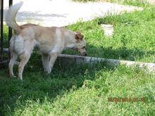 PINKI, Hund, Mischlingshund in Bargteheide - Bild 3