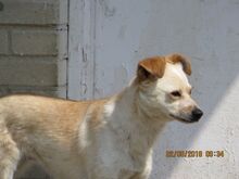 PINKI, Hund, Mischlingshund in Bargteheide - Bild 4