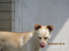 PINKI, Hund, Mischlingshund in Bargteheide - Bild 5