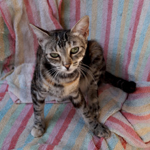 DAKOTA, Katze, Europäisch Kurzhaar in Spanien - Bild 4