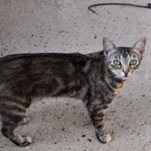 DAKOTA, Katze, Europäisch Kurzhaar in Spanien - Bild 6