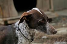 LOTTIE, Hund, Podenco-Mix in Spanien - Bild 6