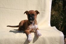 AURORA, Hund, Podenco-Boxer-Mix in Spanien - Bild 15