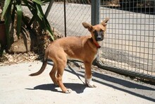 AURORA, Hund, Podenco-Boxer-Mix in Spanien - Bild 3