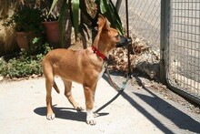 AURORA, Hund, Podenco-Boxer-Mix in Spanien - Bild 5