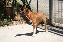 AURORA, Hund, Podenco-Boxer-Mix in Spanien - Bild 6
