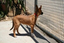 AURORA, Hund, Podenco-Boxer-Mix in Spanien - Bild 7