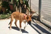 AURORA, Hund, Podenco-Boxer-Mix in Spanien - Bild 9
