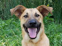PLUTAO1, Hund, Mischlingshund in Slowakische Republik - Bild 1