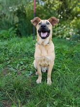 PLUTAO1, Hund, Mischlingshund in Slowakische Republik - Bild 3