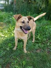 PLUTAO1, Hund, Mischlingshund in Slowakische Republik - Bild 4