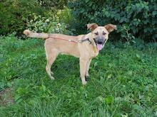 PLUTAO1, Hund, Mischlingshund in Slowakische Republik - Bild 5